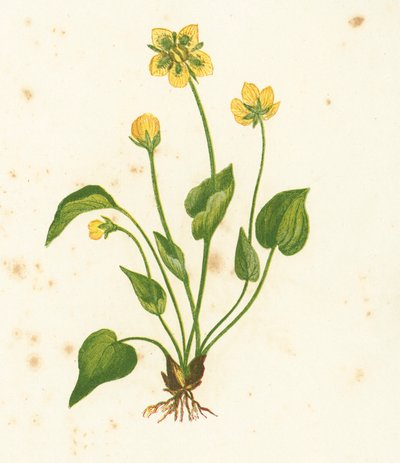 Common Grass of Parnassus, Parnassia Palustris by English School